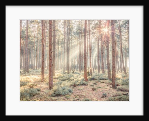 Misty forest with sunrays by Assaf Frank